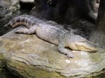 Aligator