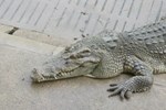 Krokodyl