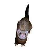 Kuna