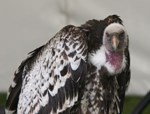 Sęp