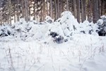 Śnieg