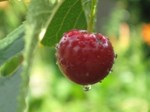 Wiśnia