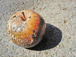 Zgniły