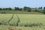 Żniwa