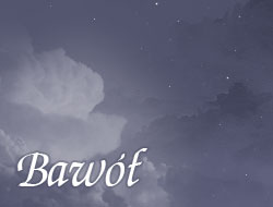 Bawół
