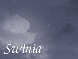Świnia